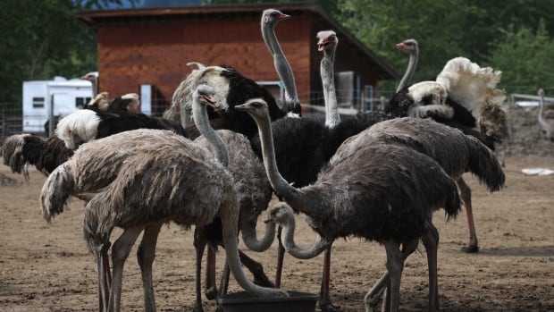 CFIA confirms death of ostrich with 'pre-existing condition' at B.C. farm