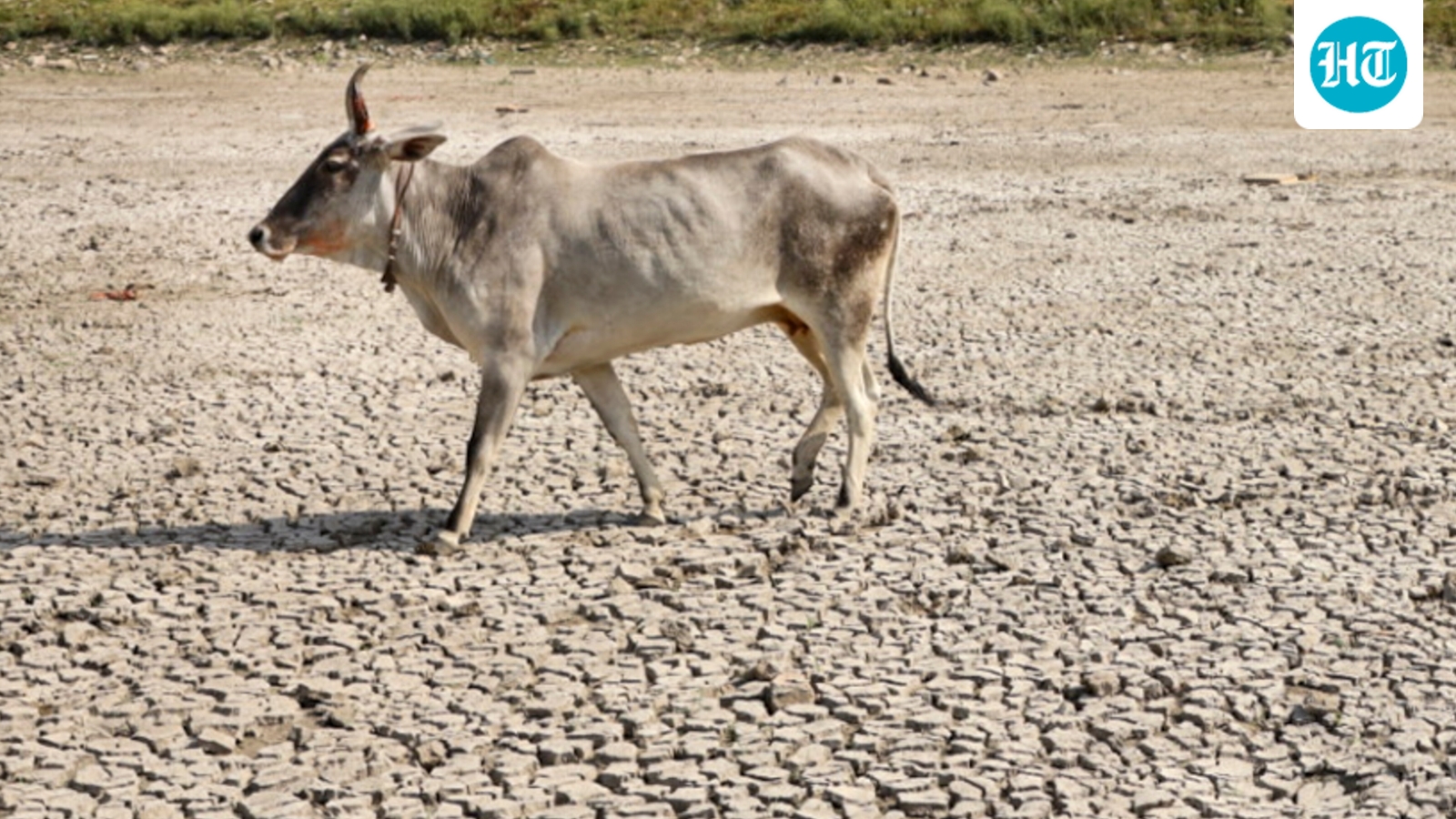 Madras HC directs Tamil Nadu govt, police to ensure ban on cow slaughter in public places on Eid
