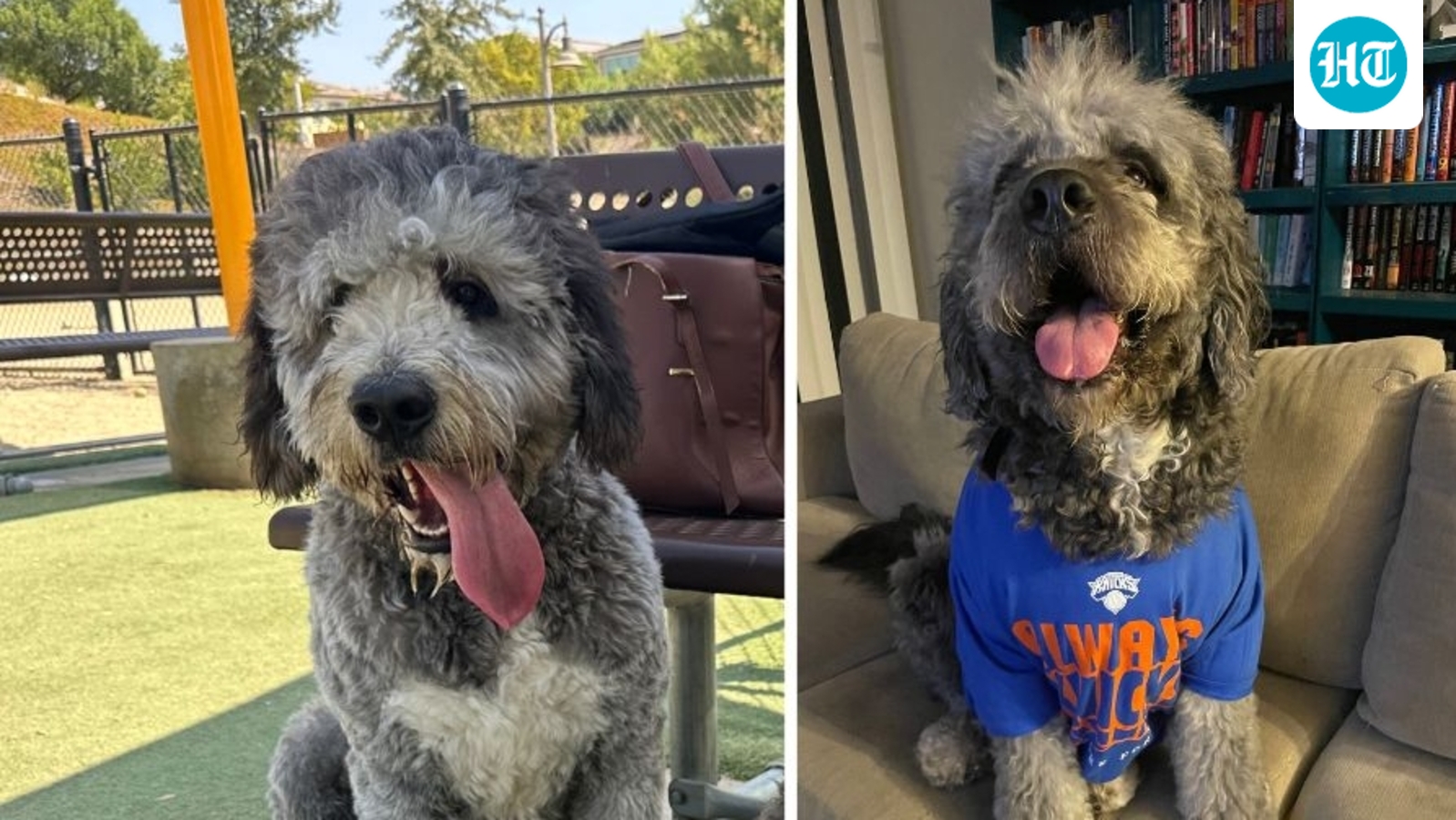LAPD dog shooting: Jameson's owner demands ‘accountability,’ remembers beloved pooch as ‘playful little teddy bear’