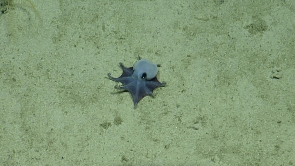 'He's tiny! It's blue!': Scientists find new deep-sea octopus