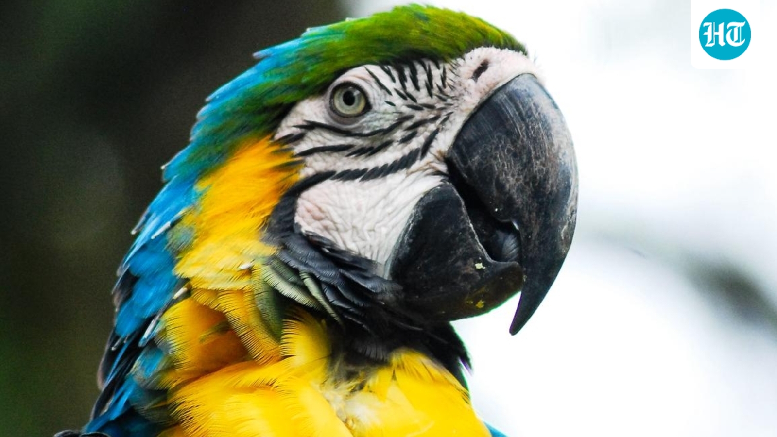 32-year-old man in Bengaluru dies after being electrocuted while trying to rescue his pet worth  ₹2.5 lakh