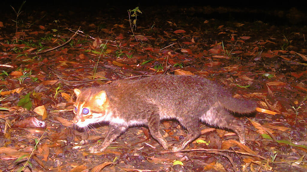 The Bright Side: Elusive wild cat rediscovered in Thailand after three decades, conservationists say