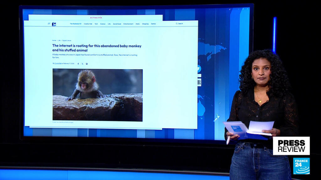 Internet rallies behind abandoned macaque Punch and his cuddly toy