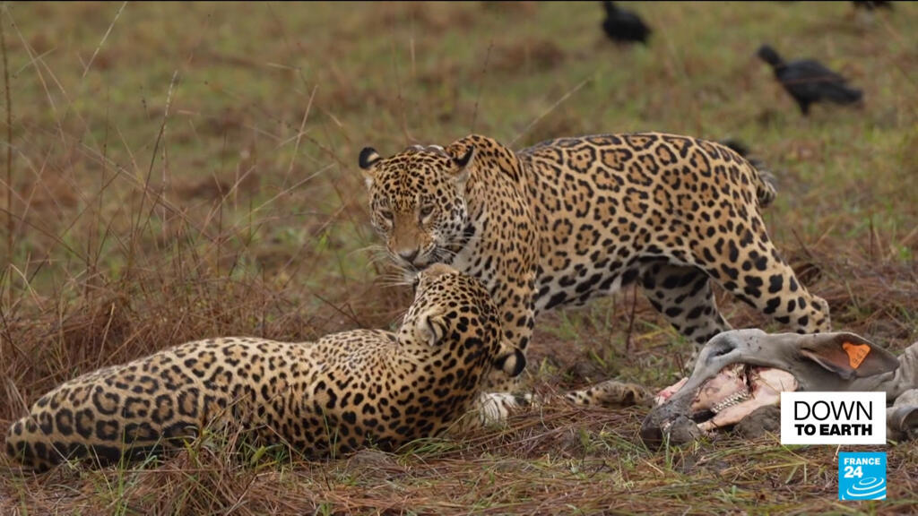 Predators under threat: Brazil's jaguars find shelter in nature reserve