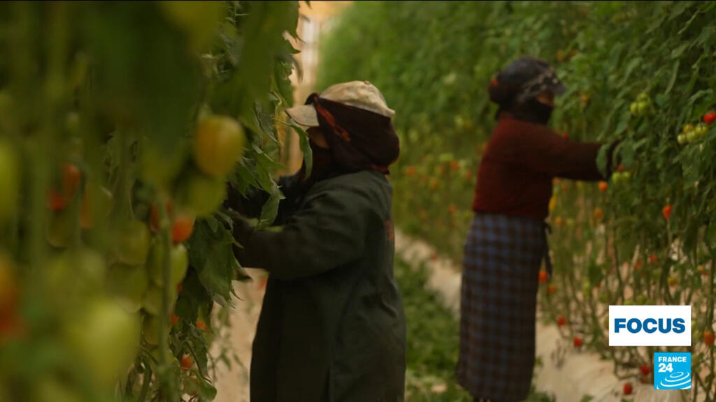 Inside the mega farms growing cheap Moroccan tomatoes