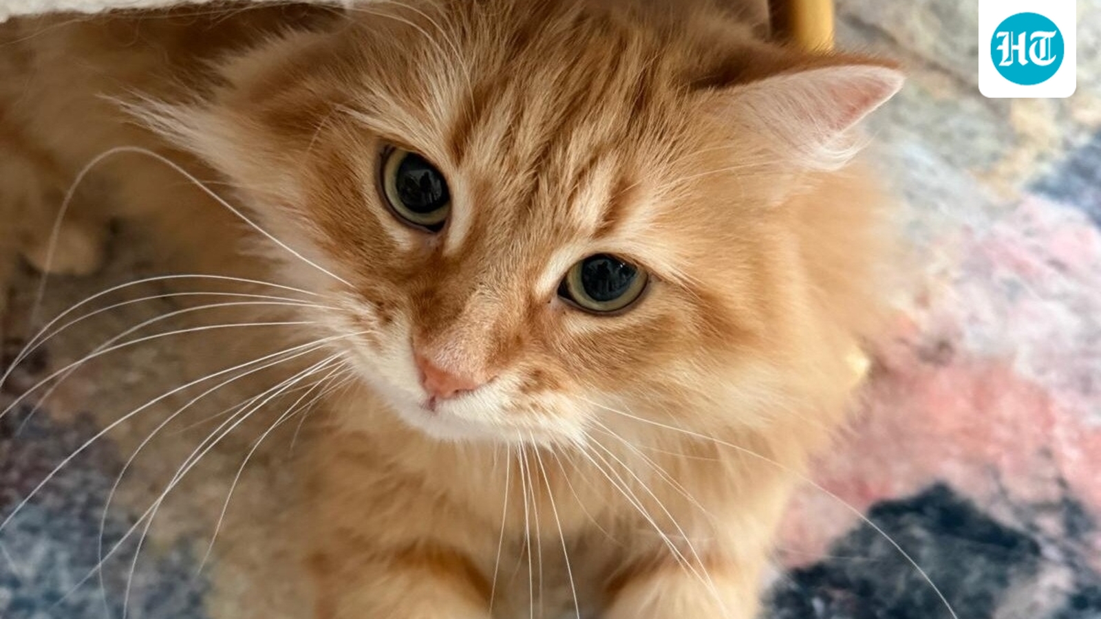 ‘Congratulations Hooman’: Tarique Rahman gets ‘official’ wishes from pet cat Zebu