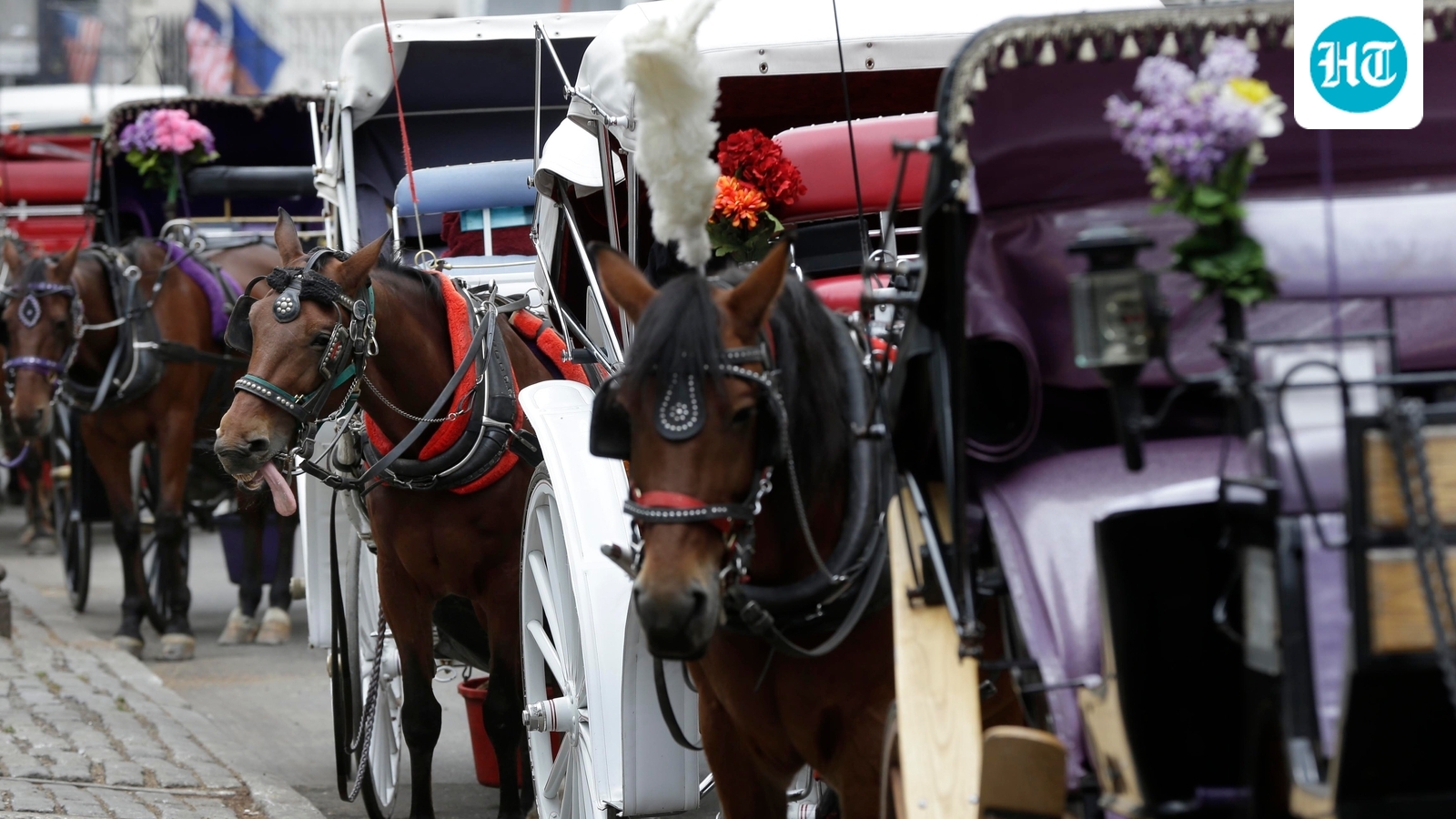 Teen dies in freak horse carriage accident at Central Park, New York City