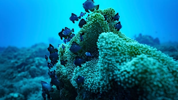 Global agreement to protect the oceans set to take effect after 60th ratification