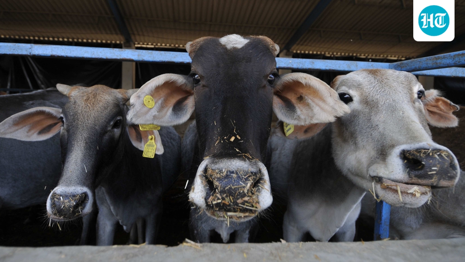 ‘Contradicts existing state laws’: Tamil Nadu moves SC against Madras HC's ban on cow slaughter