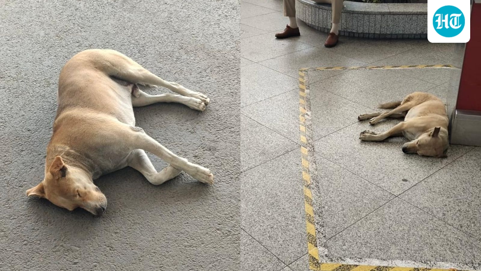 Delhi airport issues clarification after viral video claims dog tied, dragged