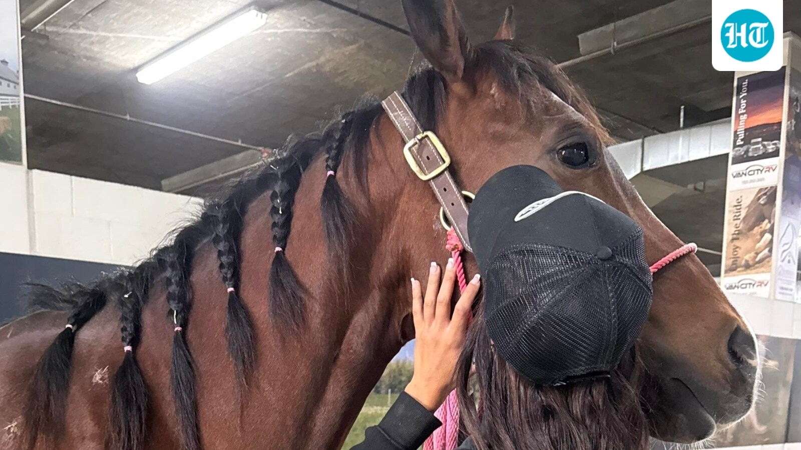 Horses stabbed in Las Vegas update: GoFundMe launched; disturbing details on suspect emerge
