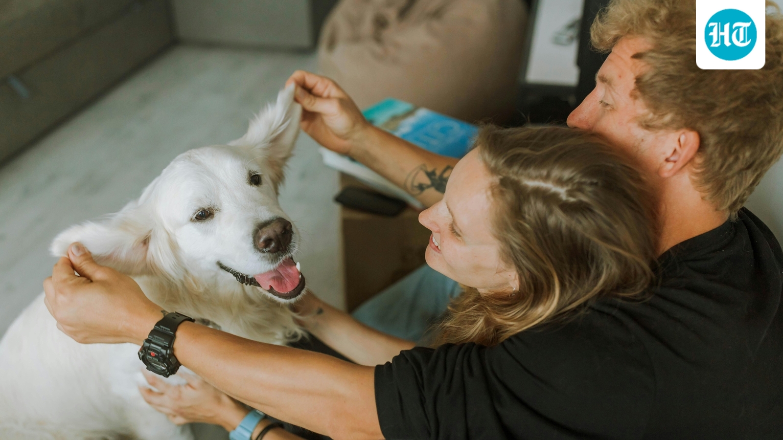 New pill for senior dogs? Scientists test daily drug that may extend lifespan