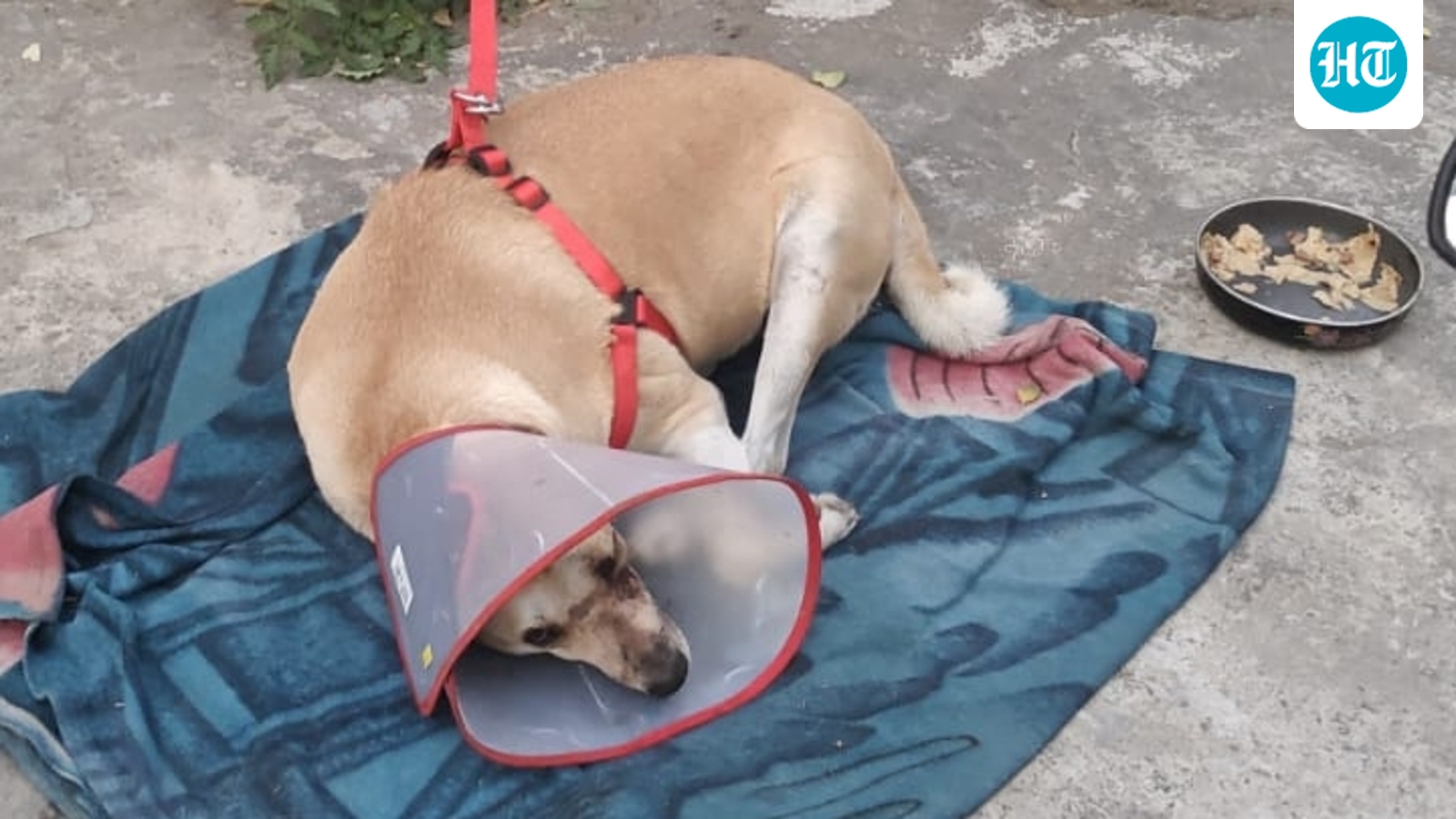 A dog intervened as men brawled at Chandigarh grocery shop. They turned on him