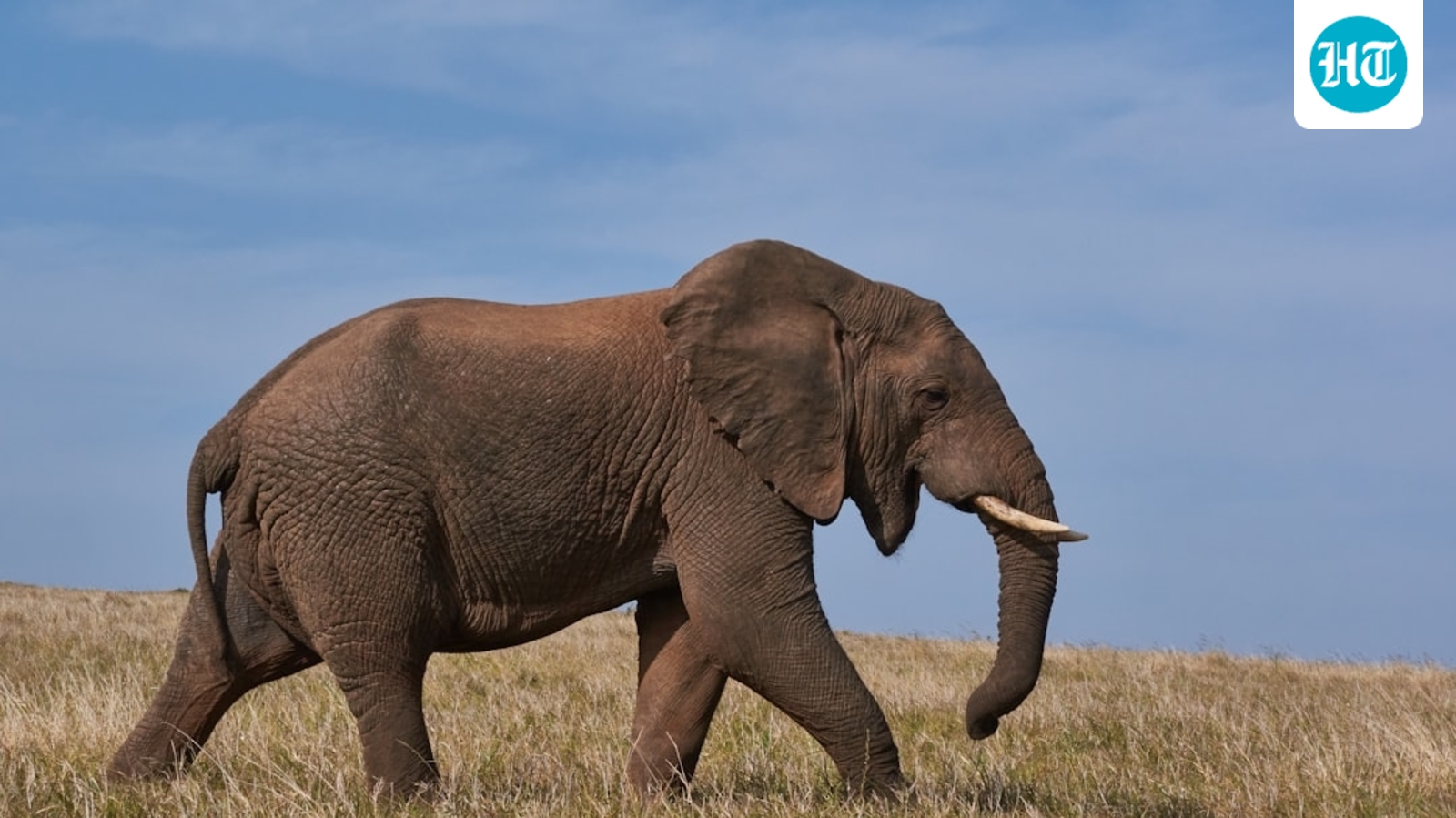 A Plan to Save Elephants Sparked a Deadly Conflict