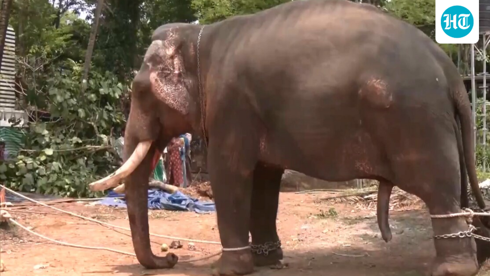 Elephant brought to Kochi temple for festivities turns violent, kills one