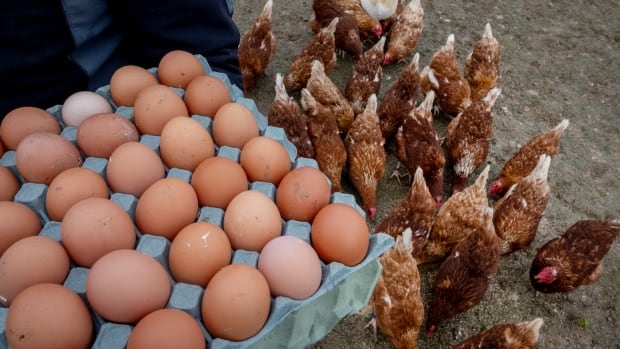 Desperate for eggs, the U.S. looks to Europe. Why haven't they asked Canada to shell out?