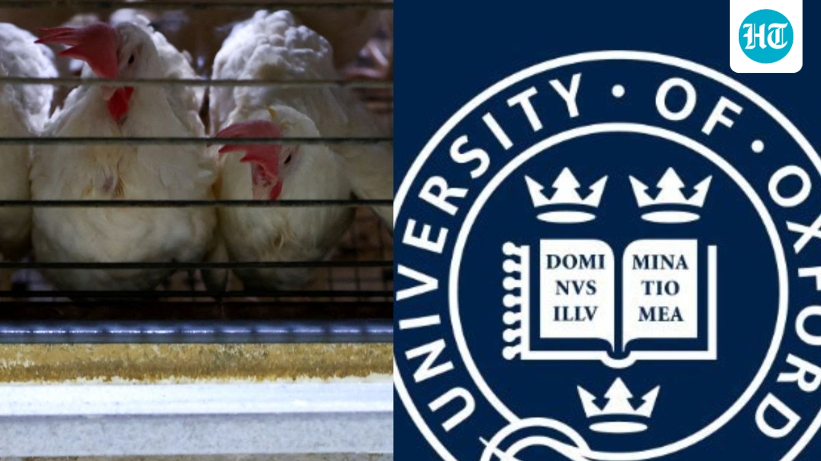 Once without money for clothes, Indian farmer gets invite for Oxford address after poultry business boom