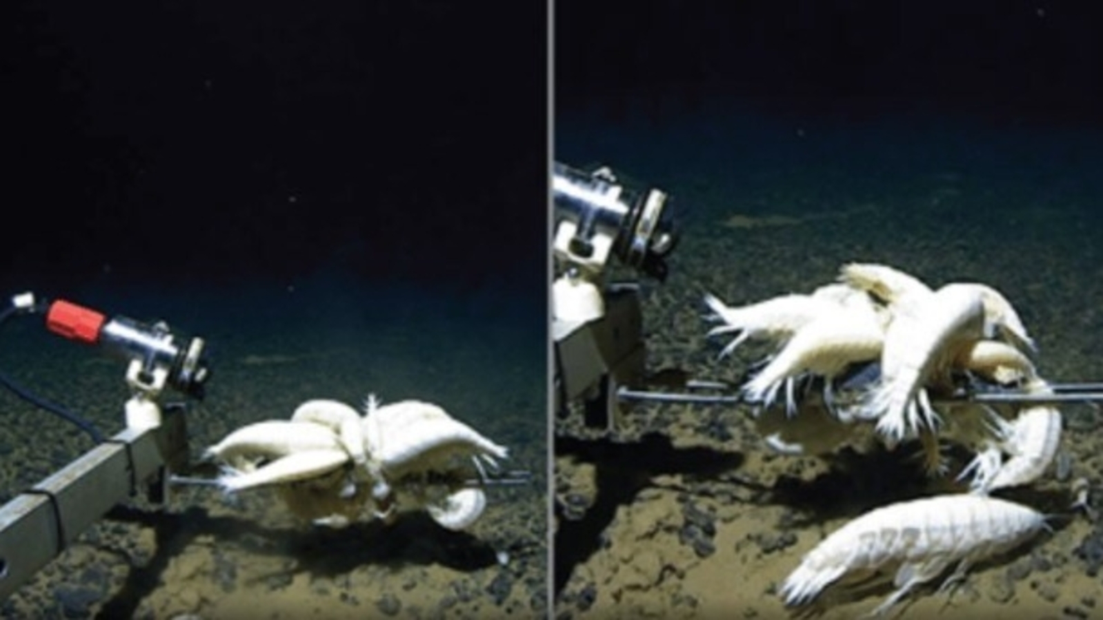 Is supergiant Alicella Gigantea distribution rare or widespread? New study reveals stunning details