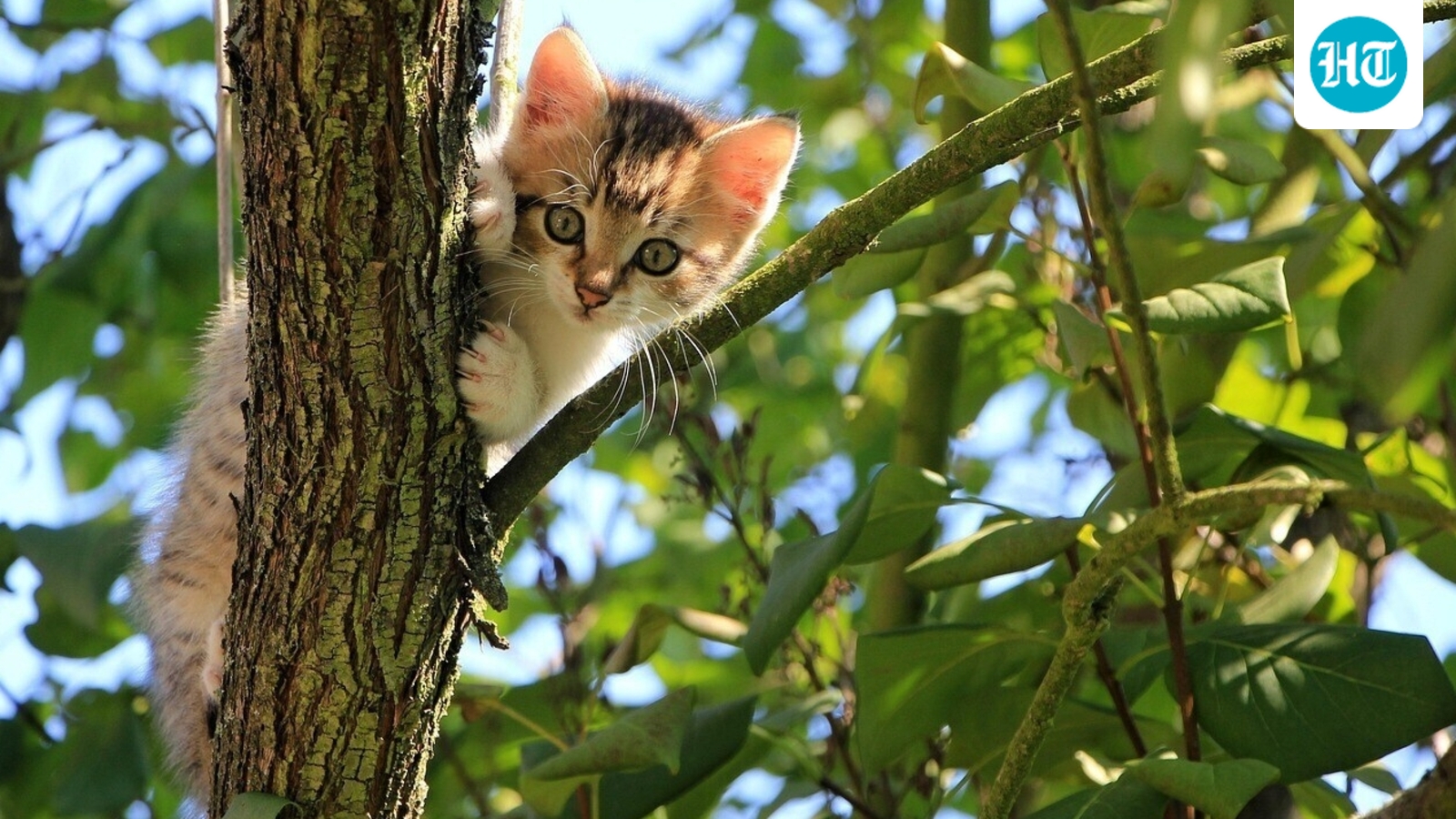 Where do pet cats come from? Scientists finally solve mystery
