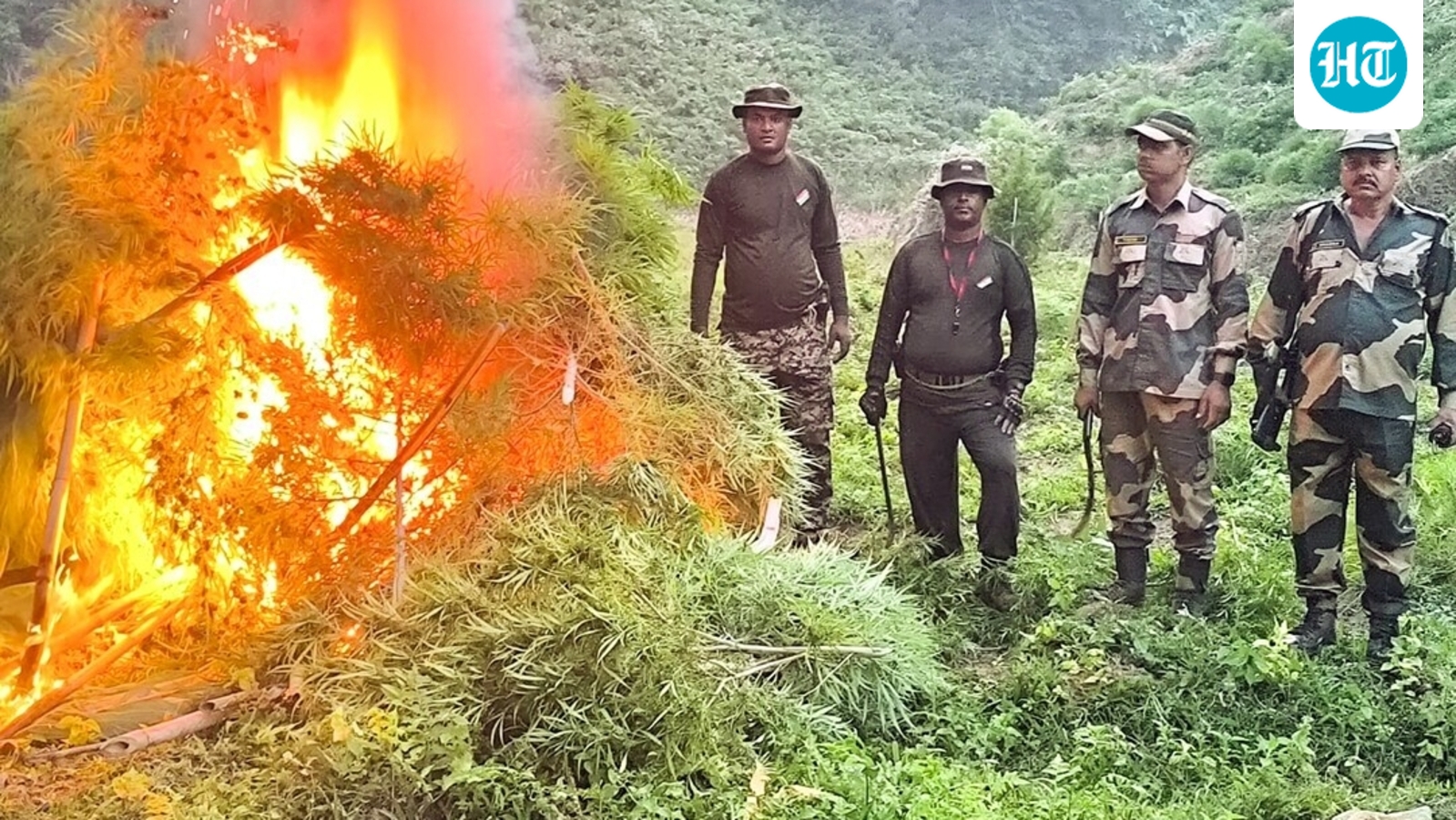 Security forces destroy ganja cultivation worth  ₹27 crore on forest land in Tripura