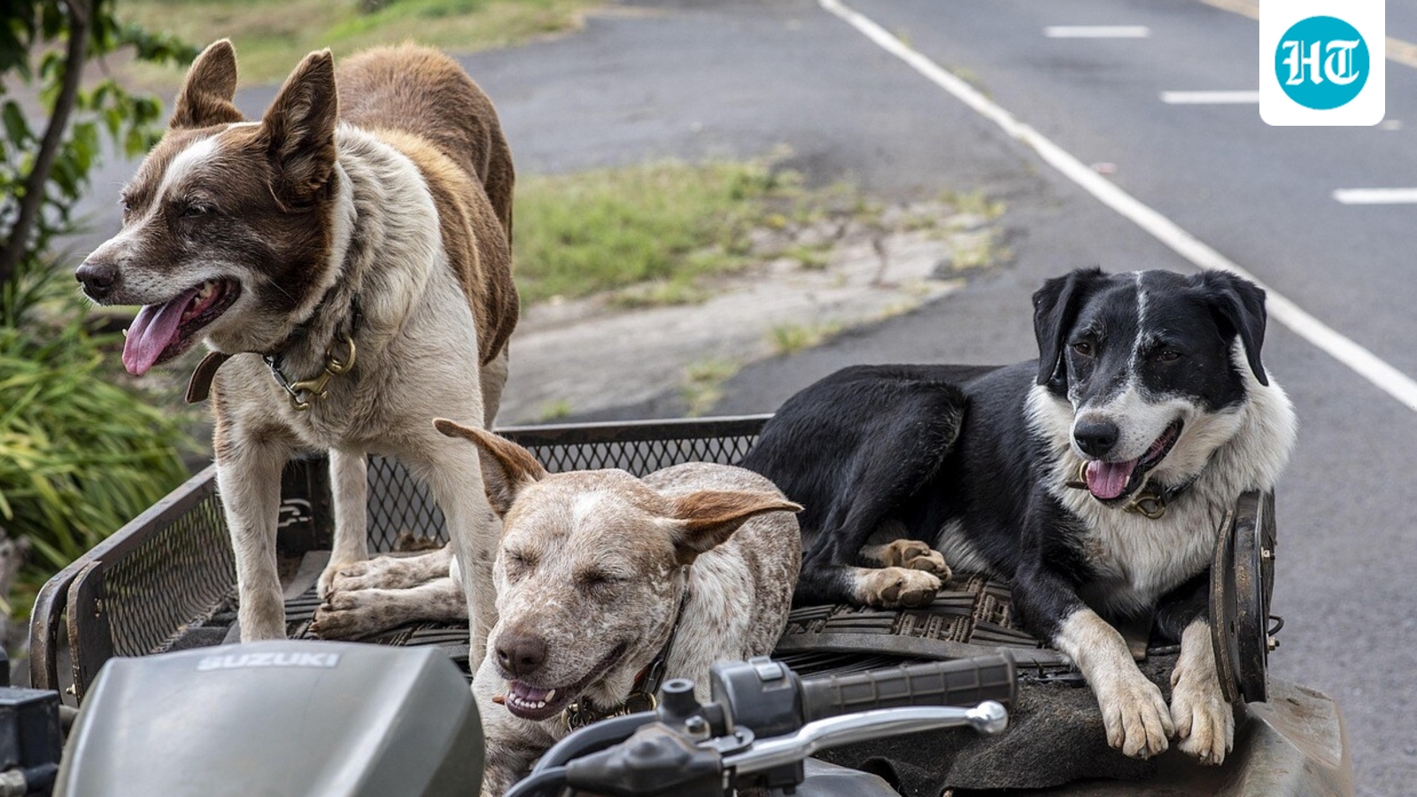 ‘Dogs can smell fear’: What Supreme Court said in the stray dogs case | Top updates