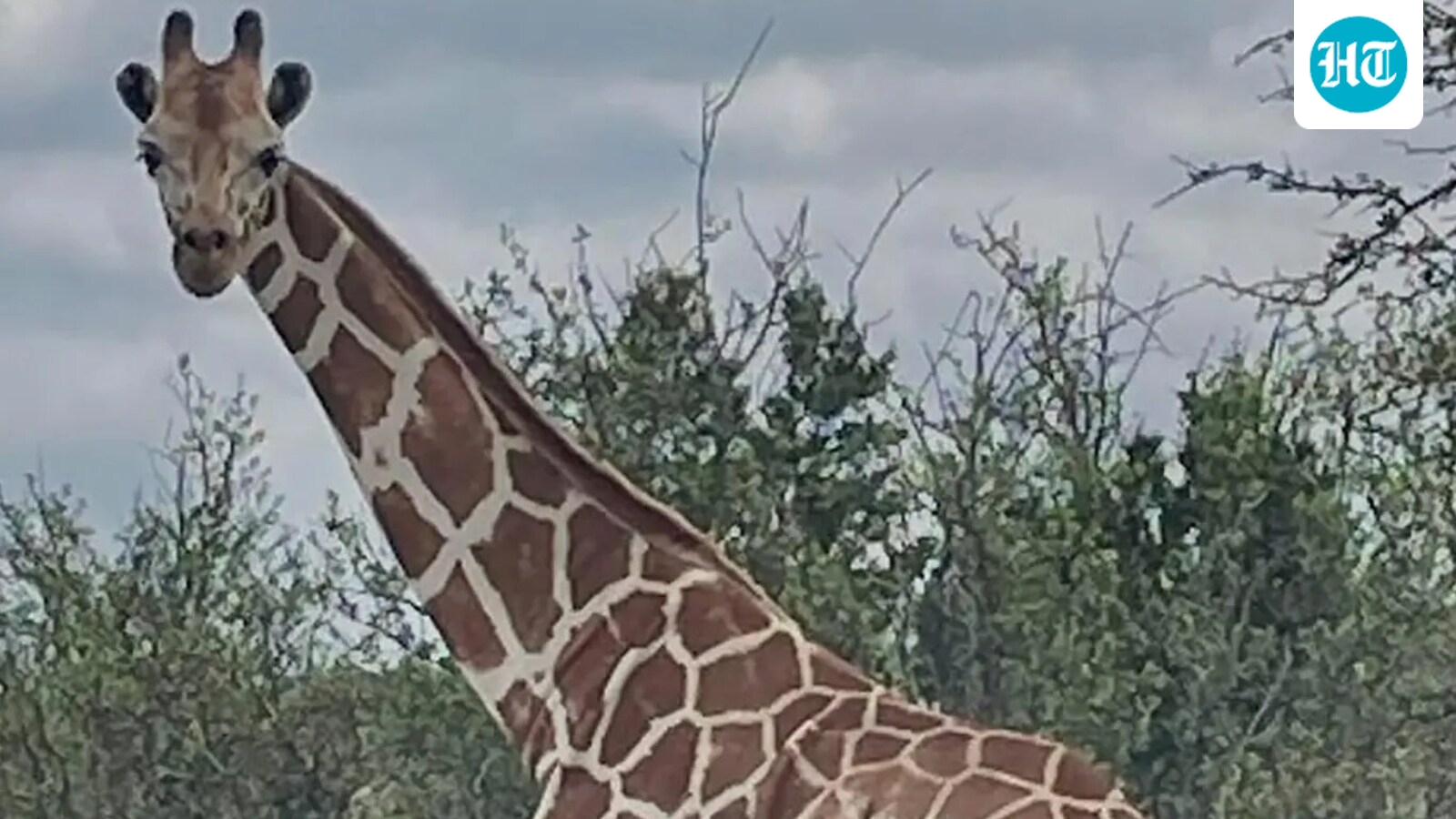 Missing Texas giraffe found? Latest update on Gracie who escaped from Cedar Hollow Ranch