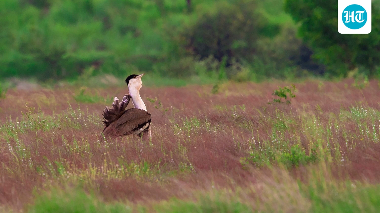 What led to Great Indian Bustard conservation programme? Congress leader shares throwback