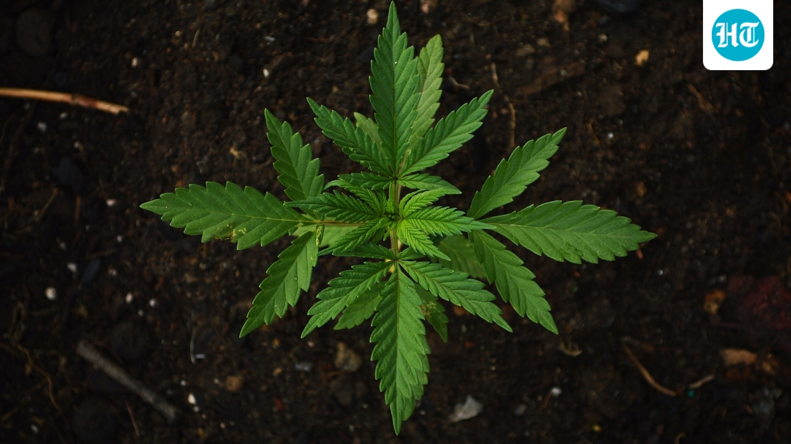 Why more American seniors are getting high