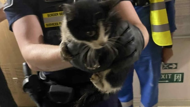 Stowaway Italian kitten finds forever home in N.S. after transatlantic voyage