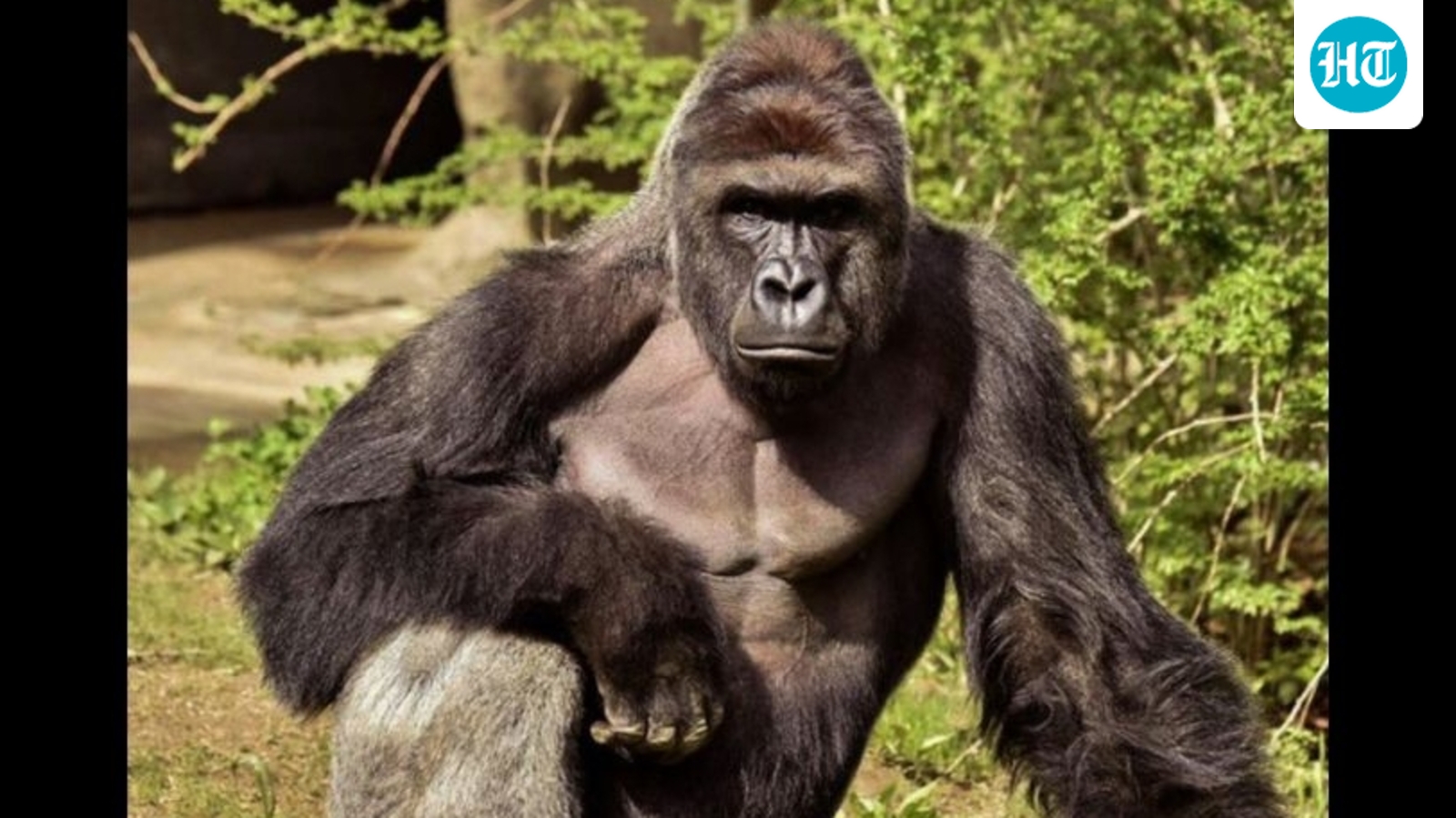 White House mocked for paying lengthy tribute to ‘legend’ Harambe, ‘This is the most insane thing…’