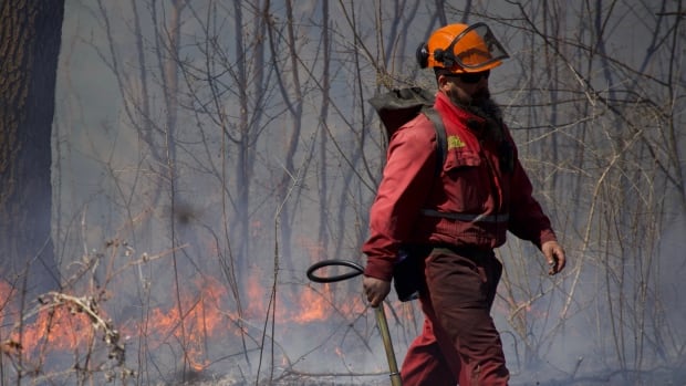 How prescribed burns can help ecosystems thrive
