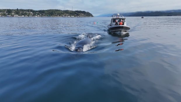 Humpback whale tangled in fishing gear on B.C.'s coast freed after 3-day rescue