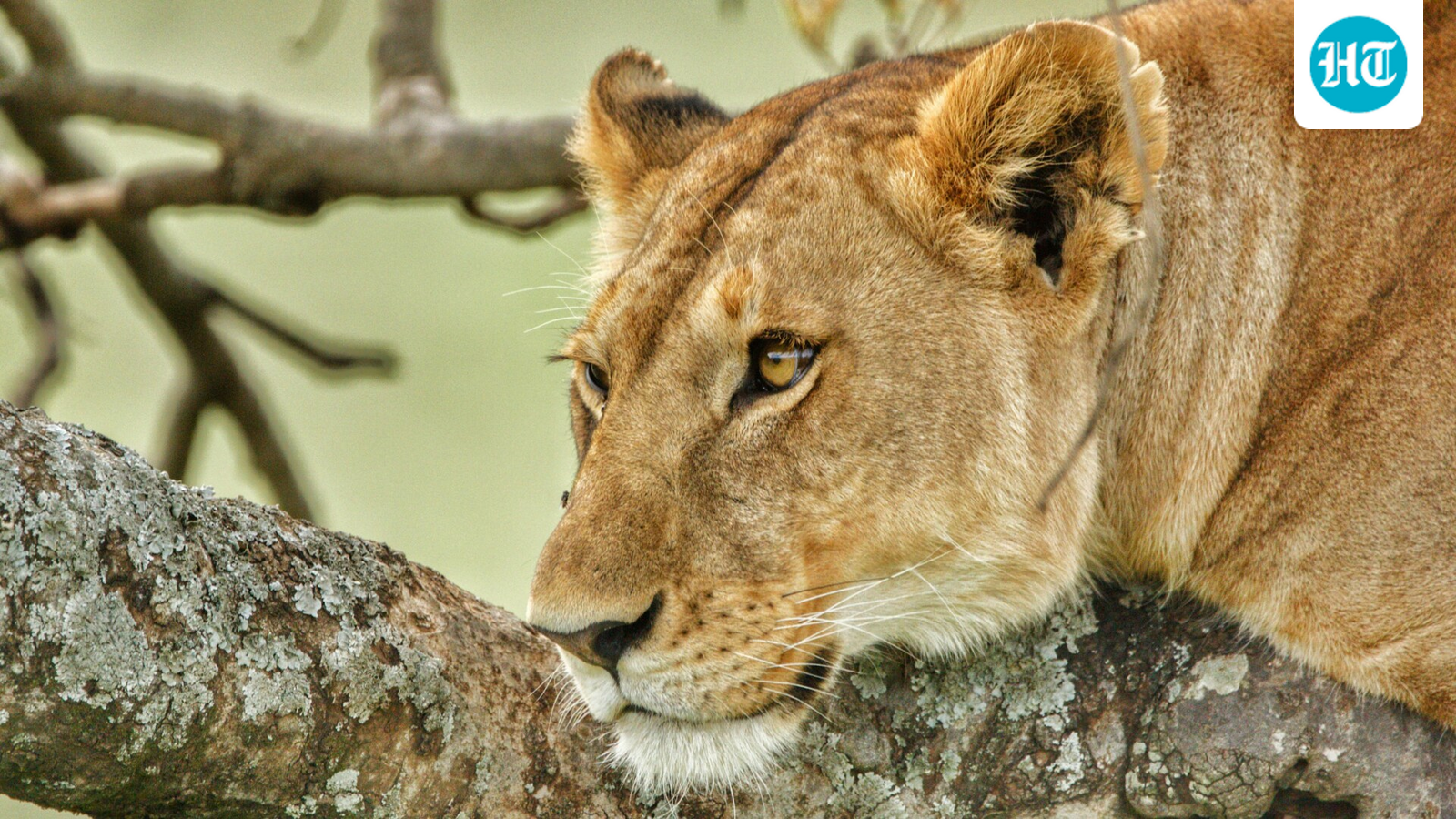 How a lioness's escape from auto rickshaw in Pakistan led cops to illegally kept 11 more big cats