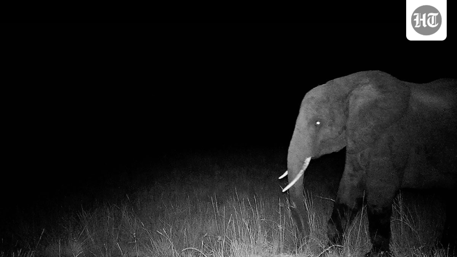 ‘Ghost Elephants’ Review: Werner Herzog Returns to the Wild