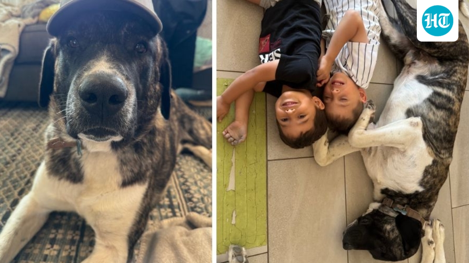 Sergeant Snuggles GoFundMe: US family pleads for beloved pet dog's return as he is ‘sentenced to death’