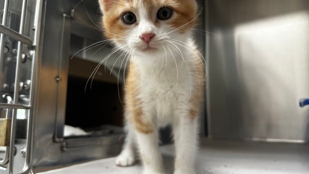 First of its kind new animal law program at U of T 'a long time coming'
