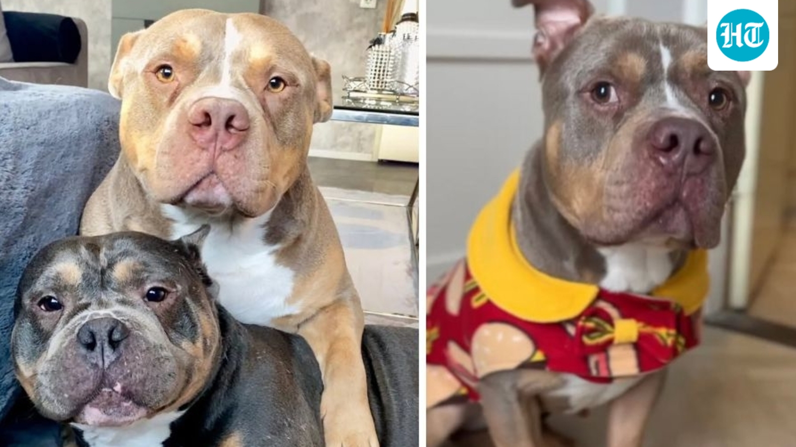 Loyal bulldog Odin 'close to death' after stepping in to save ‘best friend’ Raffie; GoFundMe launched