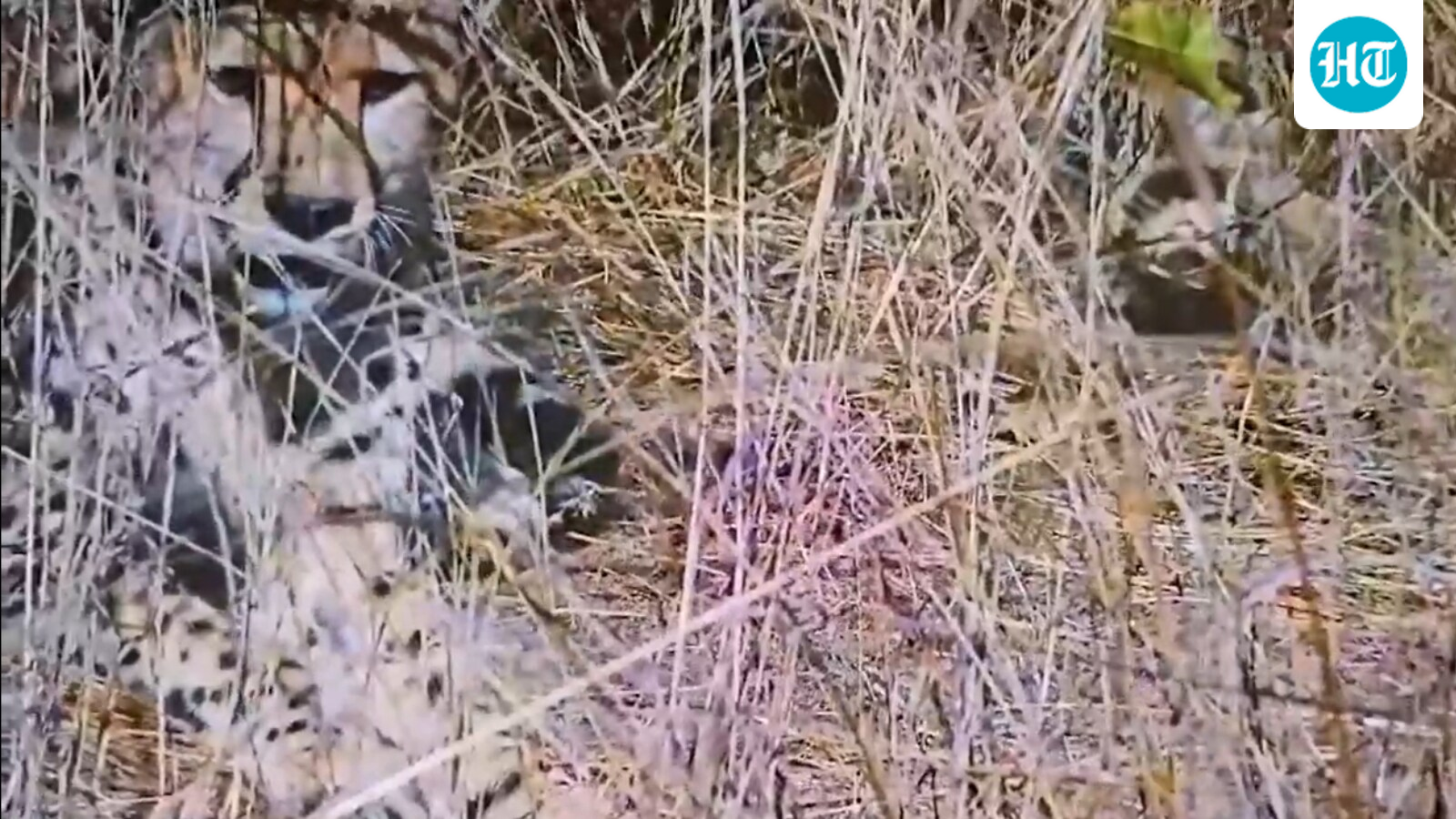 ‘Second-time mother’: Namibian cheetah gives birth to 5 cubs at Kuno National Park in Madhya Pradesh