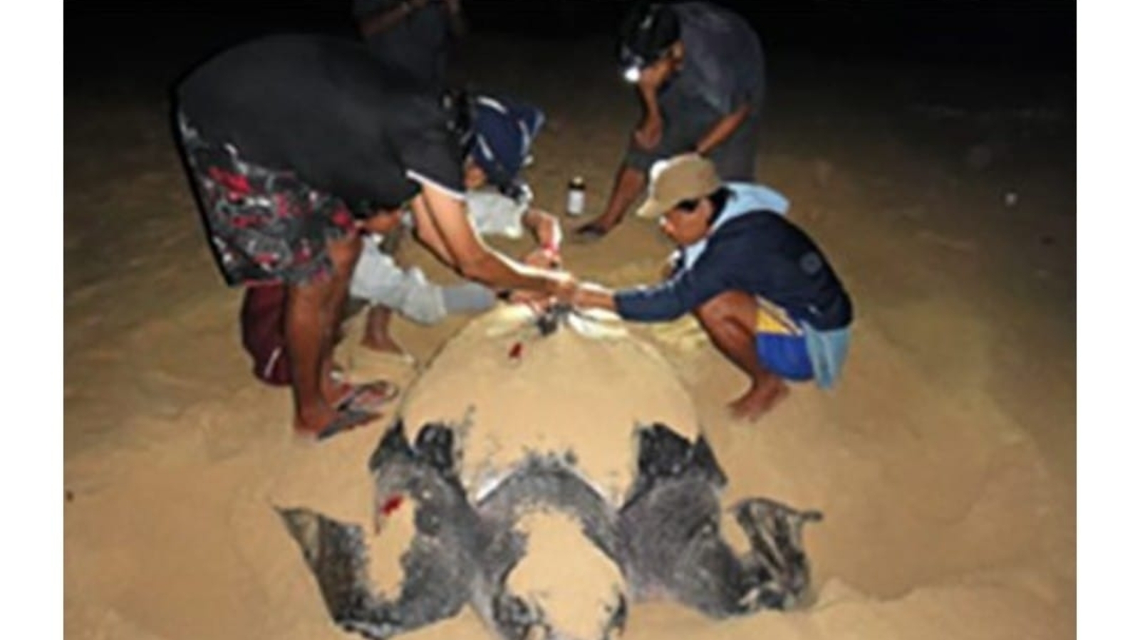 ‘Over 1,000 nests of Leatherback turtles recorded every year’