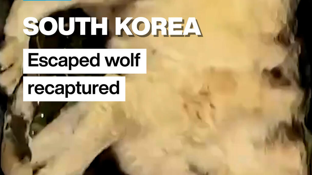 Elusive wolf in South Korea recaptured after nine days on the run