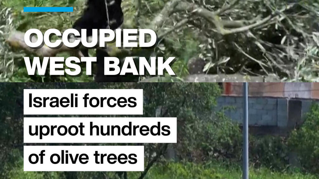 Occupied West Bank: Israeli forces uproot hundreds of olive trees