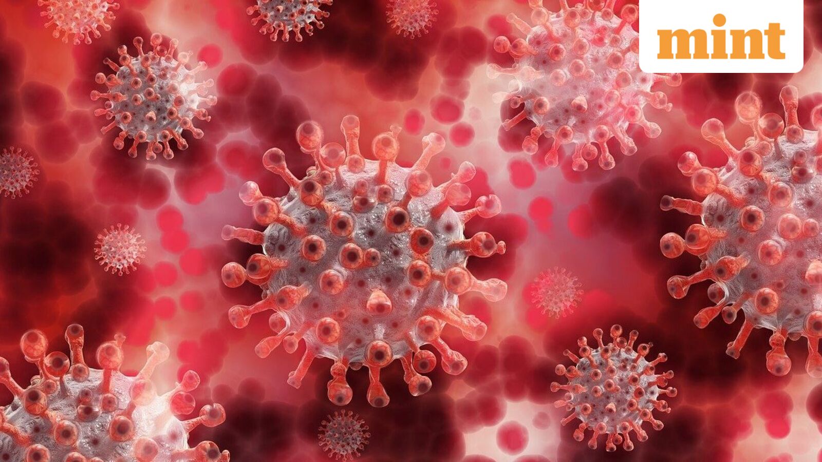 What is hantavirus? Can it cause another pandemic like COVID — WHO explains: ‘Not the same situation’