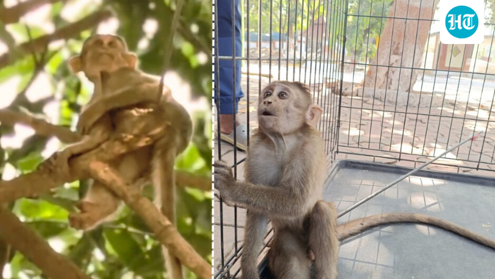 Monkey found with arrow stuck in back: Poaching attempt suspected in Thane national park