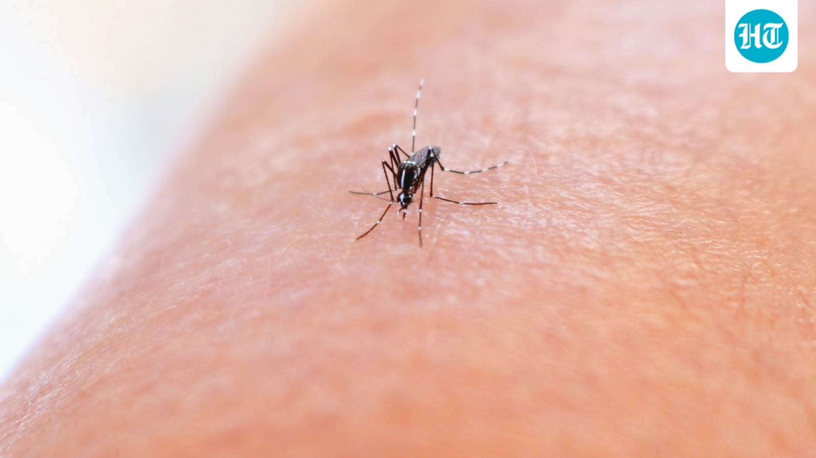 Delhi sees fall in dengue cases this year, malaria infections still close to last year