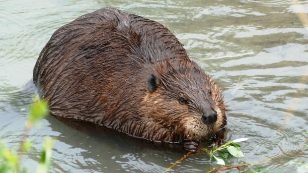 Beavers helped build Canada. Could their dams help fight wildfires, too?