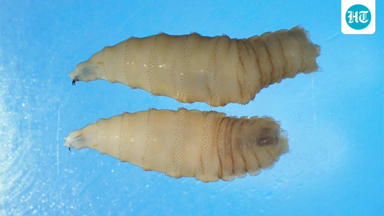 New World Screwworm: 5 things about flesh-eating fly as USDA flags possible case in South Texas
