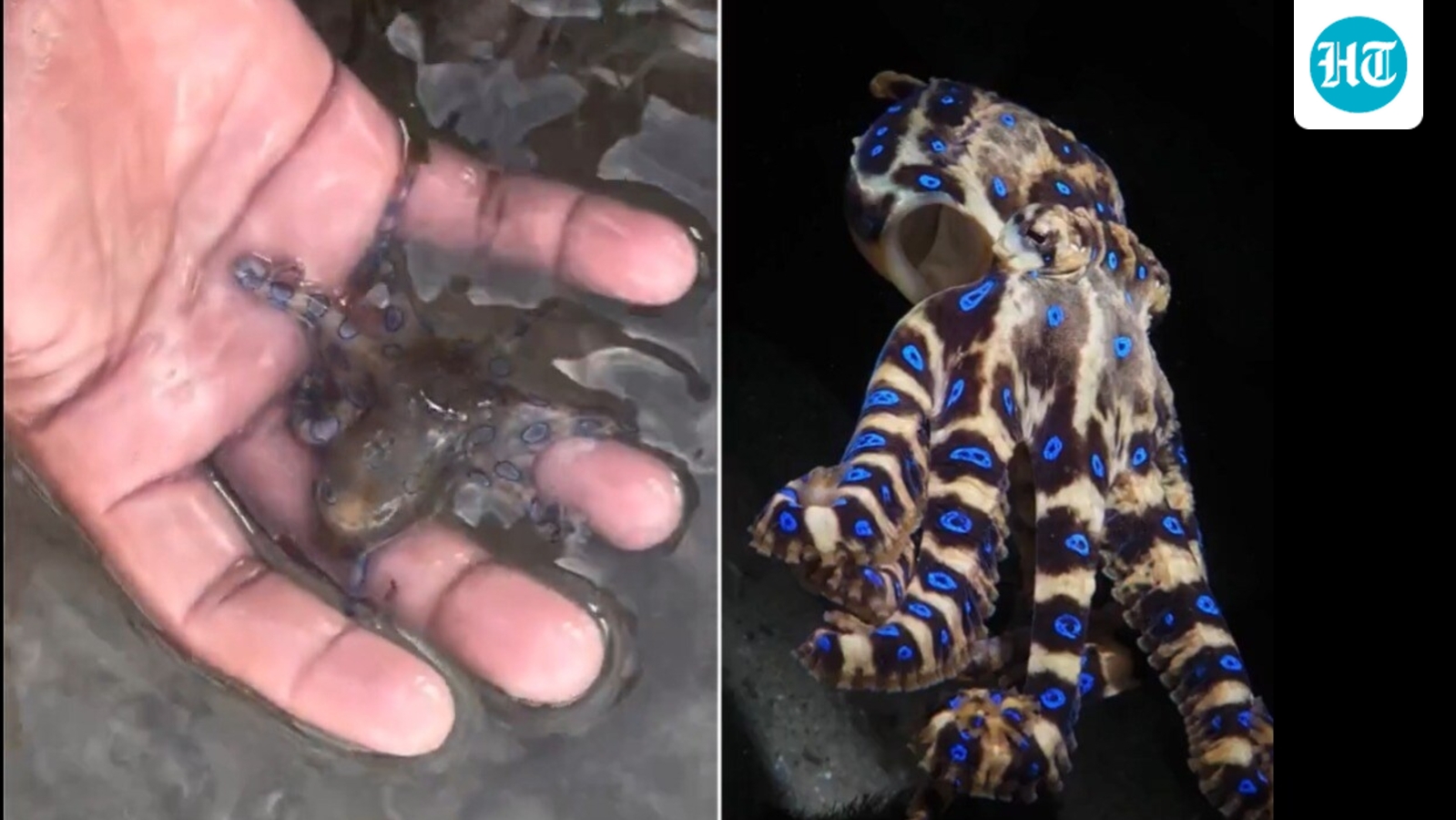 British man vacationing in the Philippines films himself handling world’s deadliest octopus. He had no idea