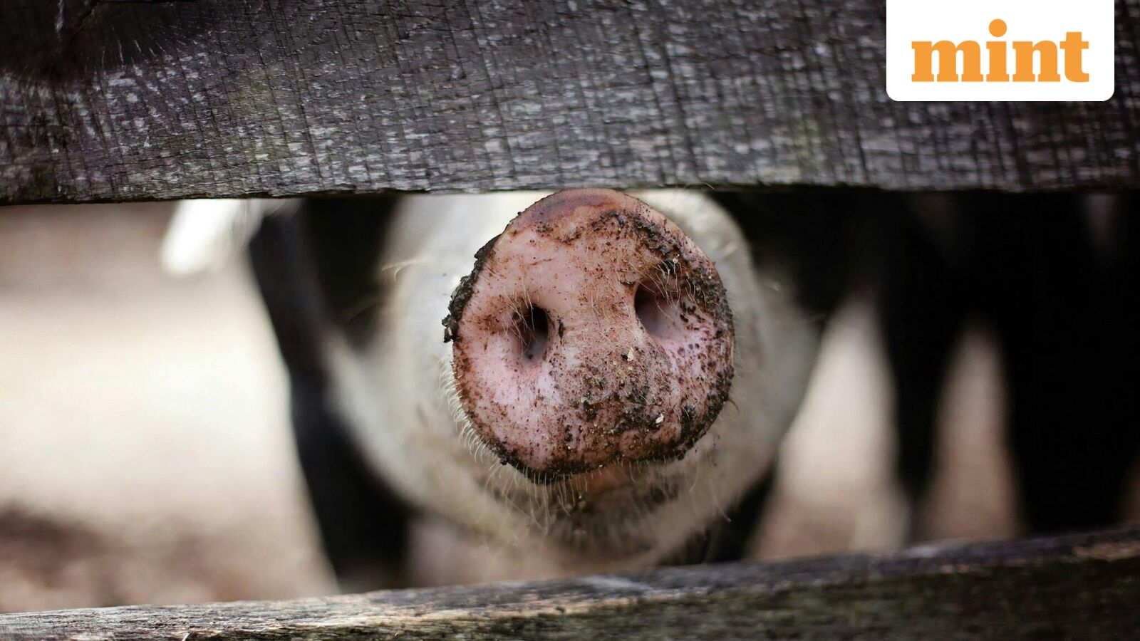 US FDA greenlights human trials of pig kidneys as 37 million adults suffer from chronic kidney disease