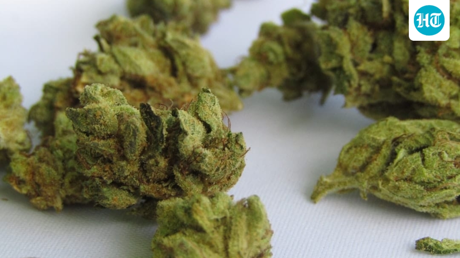 6.4 kg hydroponic weed found in aircraft lavatories, under seats, baggage at Delhi airport, 3 held