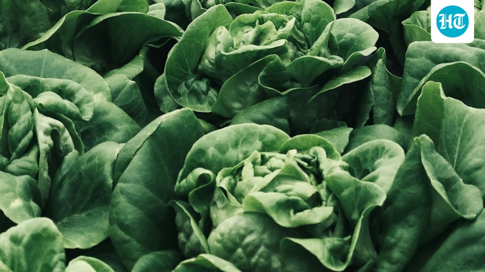 Where does Taylor Farms get its produce from? Details amid cyclosporiasis outbreak probe